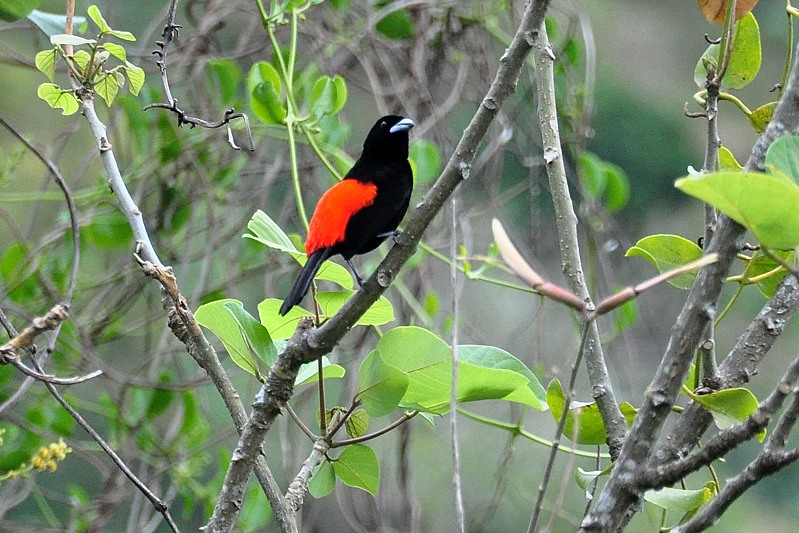 Costaricaanse tangare